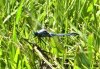 dragonfly blue.jpg
