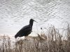 black vulture with fish skeleton small.JPG