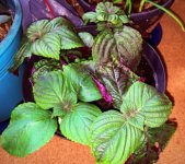 IMG_1188.jpeg IMG_1188.jpeg