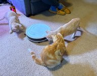 IMG_1256.jpeg