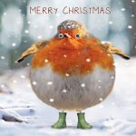 Chistmas Robin @.jpg Chistmas Robin @.jpg