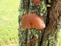 Jelly Ear.JPG