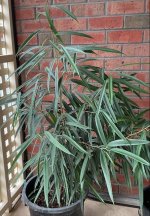 IMG_2410.jpeg