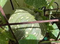 IMG_2435.jpeg