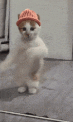 1778759821740.gif 1778759821740.gif