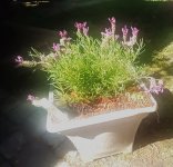 IMG_20260522_163511.jpg