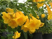 Arizona-Yellow-Bells-Tecoma-Stans-angustata-harlow-gardens-tucson.jpg
