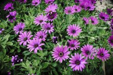 african-daisy-2147618_1280.jpg
