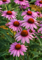 purple-coneflower-echinacea-echinacea-purpurea_620x.png