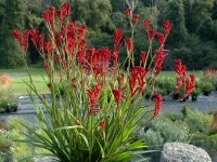Kangaroo-paw-plant.jpg