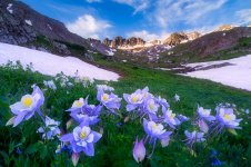 Colorado-State-Flower-3705672794.jpg Colorado-State-Flower-3705672794.jpg
