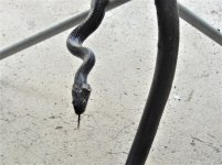 snake 1.jpg snake 1.jpg