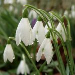 Snowdrop-c-Andrew-Gagg-Plantlife-e1704300778232.jpg