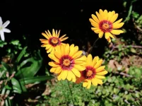 Ursinia_calenduliflora-1024x765.webp