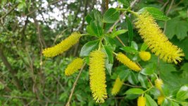 willow-6481161_1280.jpg