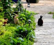 IMG_1825.jpeg