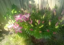 IMG_20260629_094311.jpg