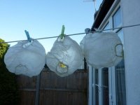 rubber pants clothesline babysitting.jpg rubber pants clothesline babysitting.jpg