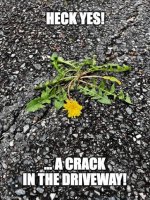 dandelion.jpg dandelion.jpg