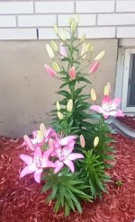 IMG_20260811_060459.jpg
