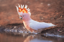 1787429666110.png