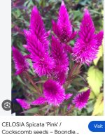 IMG_3733.jpeg