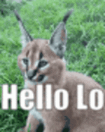 1788164189914.gif