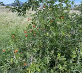 IMG_3975.jpeg