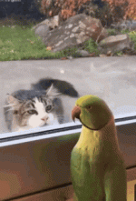 funny-animals.gif