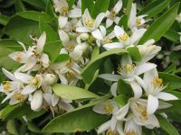 seville-orange-blossom-azahar.jpg