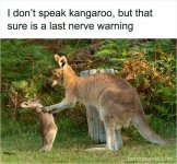 68ad62e106484-68a6da59e5170_wild-animal-memes__700.jpg