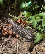 IMG_4086.jpeg